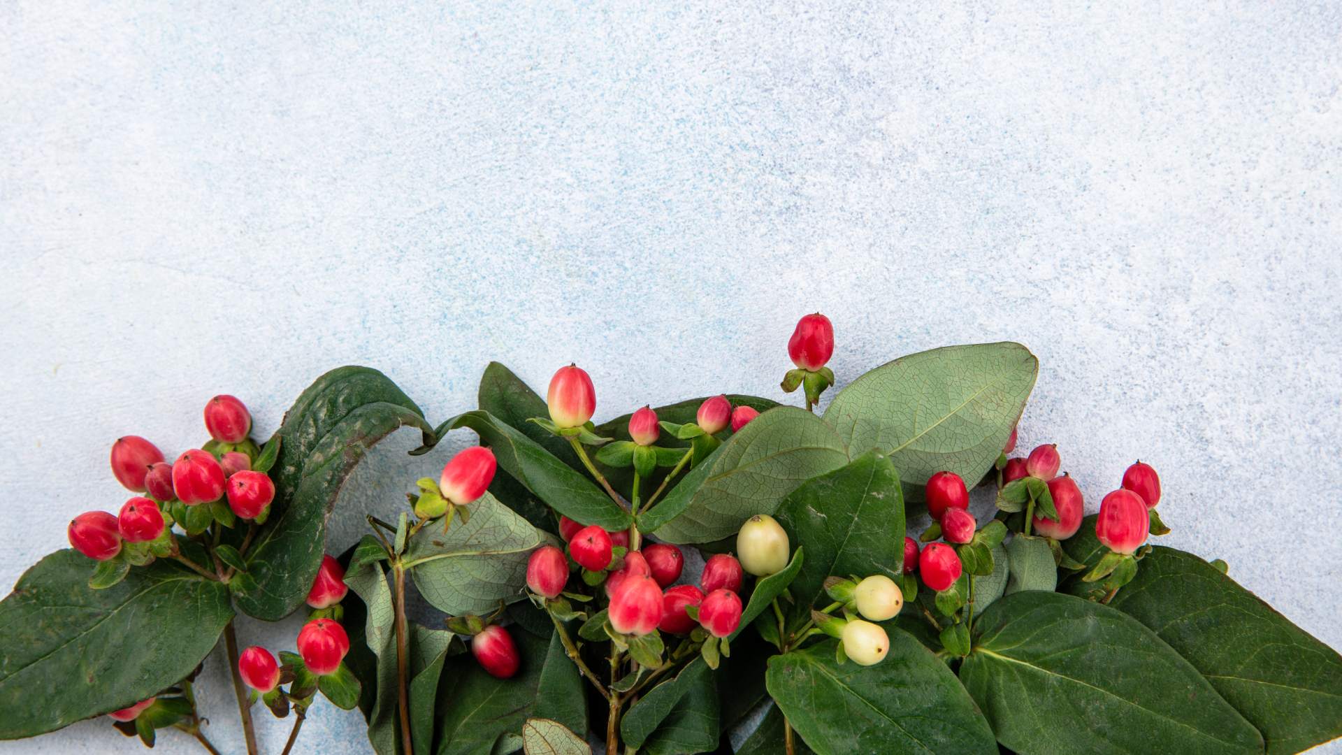 libavka-polehava-pestovani